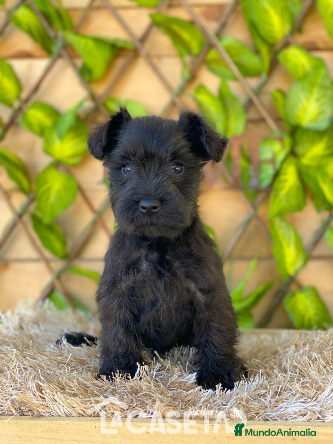 Schnauzer Miniatura perros en venta: Camada de Romie - Imagen 3