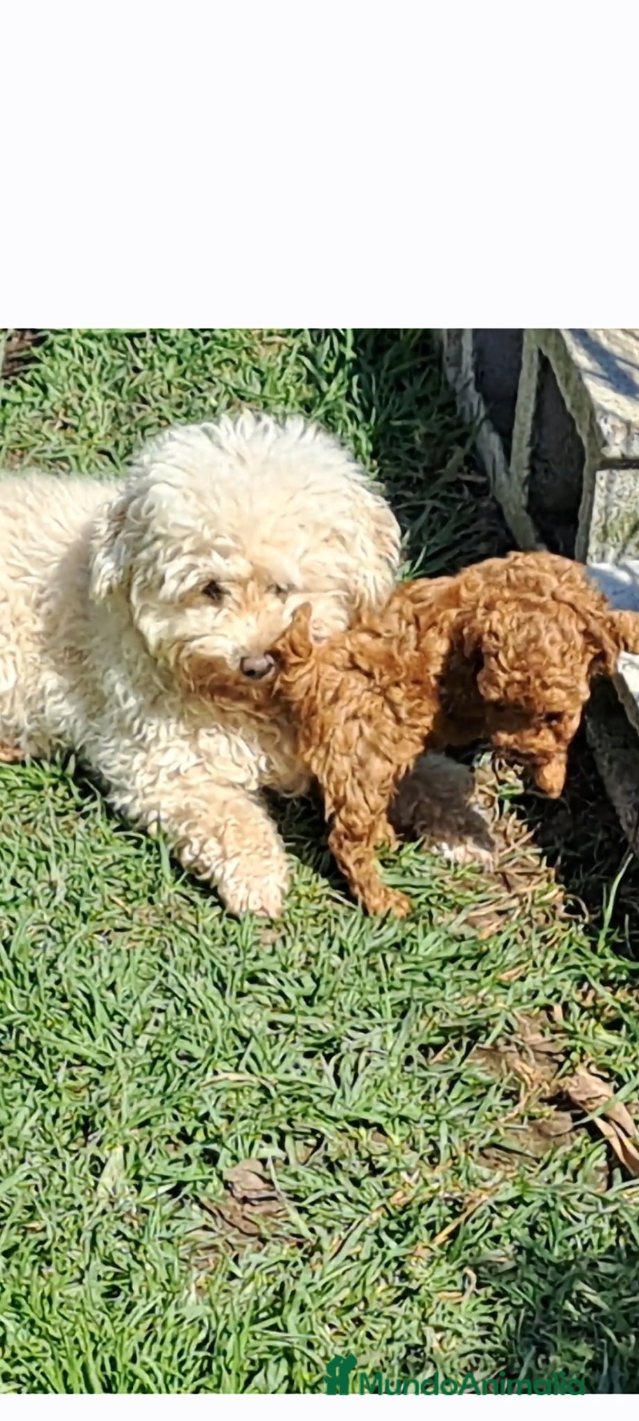 Caniche Toy perros Caniche toy - Anuncio 2