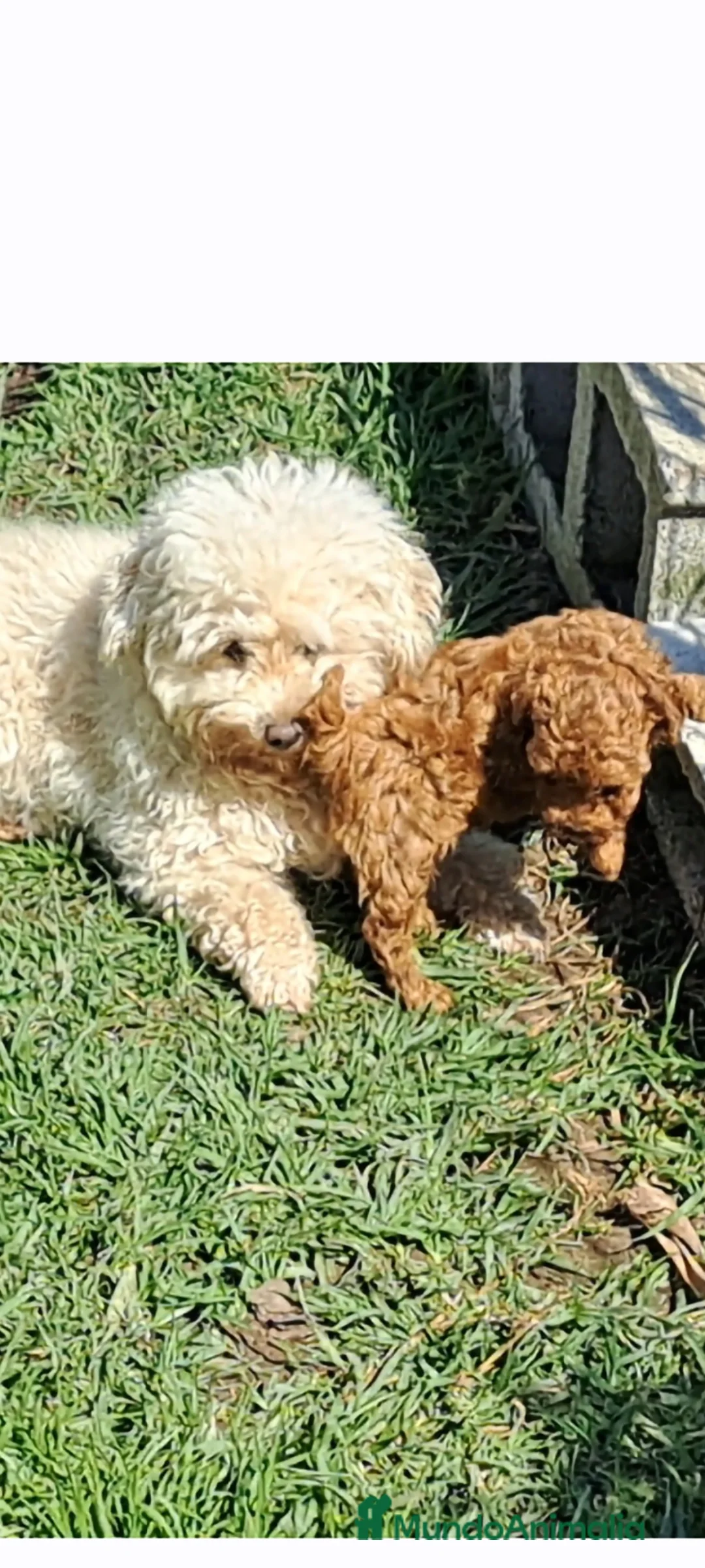 Caniche Toy perros en venta: Caniche toy - Anuncio 1