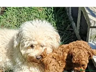 Caniche Toy perros Caniche toy - Anuncio 2