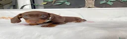 Teckel Miniatura perros en venta: teckel miniatura ( toda España )  - Anuncio 4