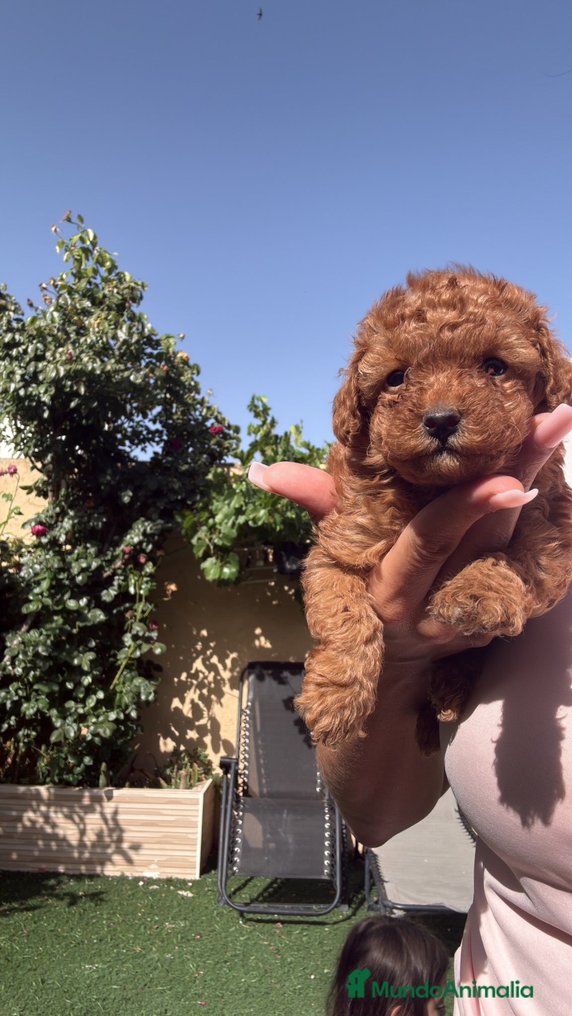 Caniche Toy perros Caniche Toy hembra  - Anuncio 1