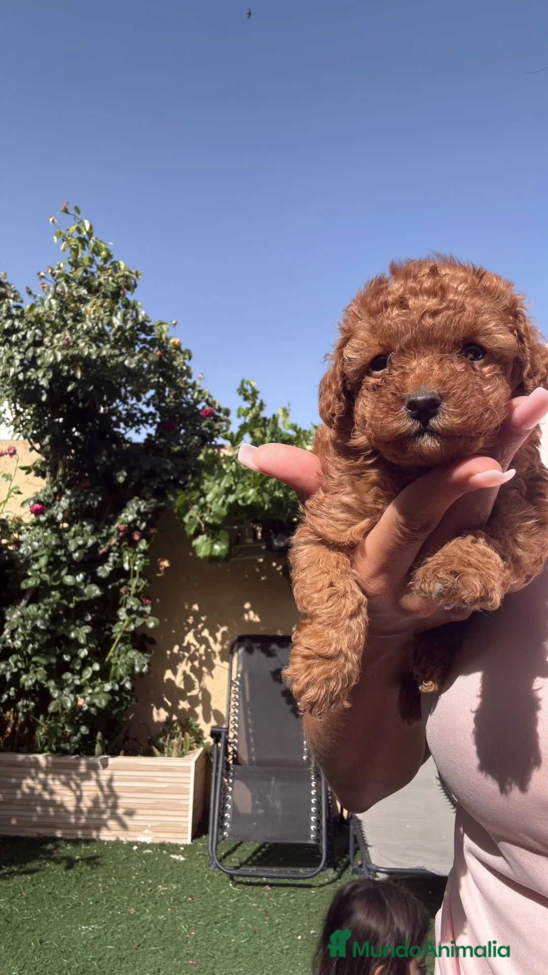 Caniche Toy perros en venta: Caniche Toy hembra  - Anuncio 1