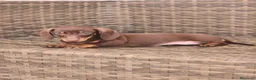 Teckel Miniatura perros en venta: Teckel Mini hembra chocolate disponible  - Anuncio 3