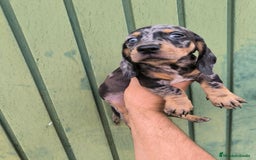Teckel Miniatura perros en venta: Camadas disponibles de teckel - Imagen 2