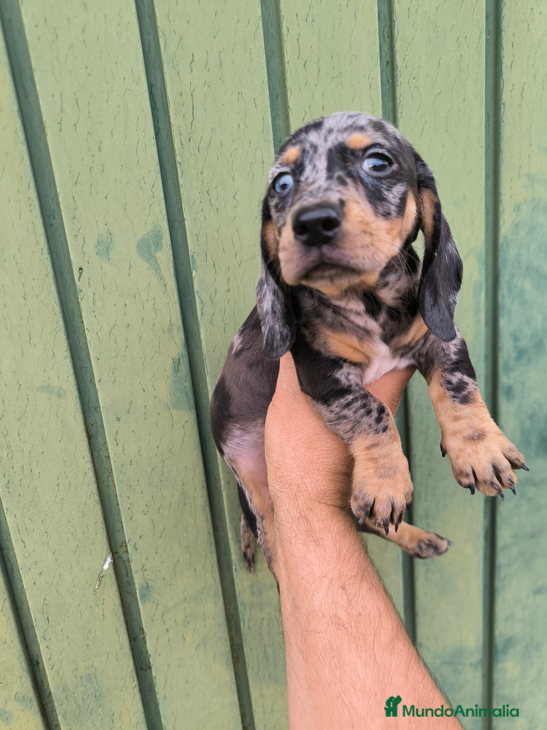Teckel Miniatura perros en venta: Camadas disponibles de teckel - Imagen 2