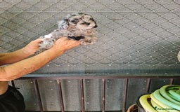Caniche Toy perros en venta: Caniche toy  - Imagen 5