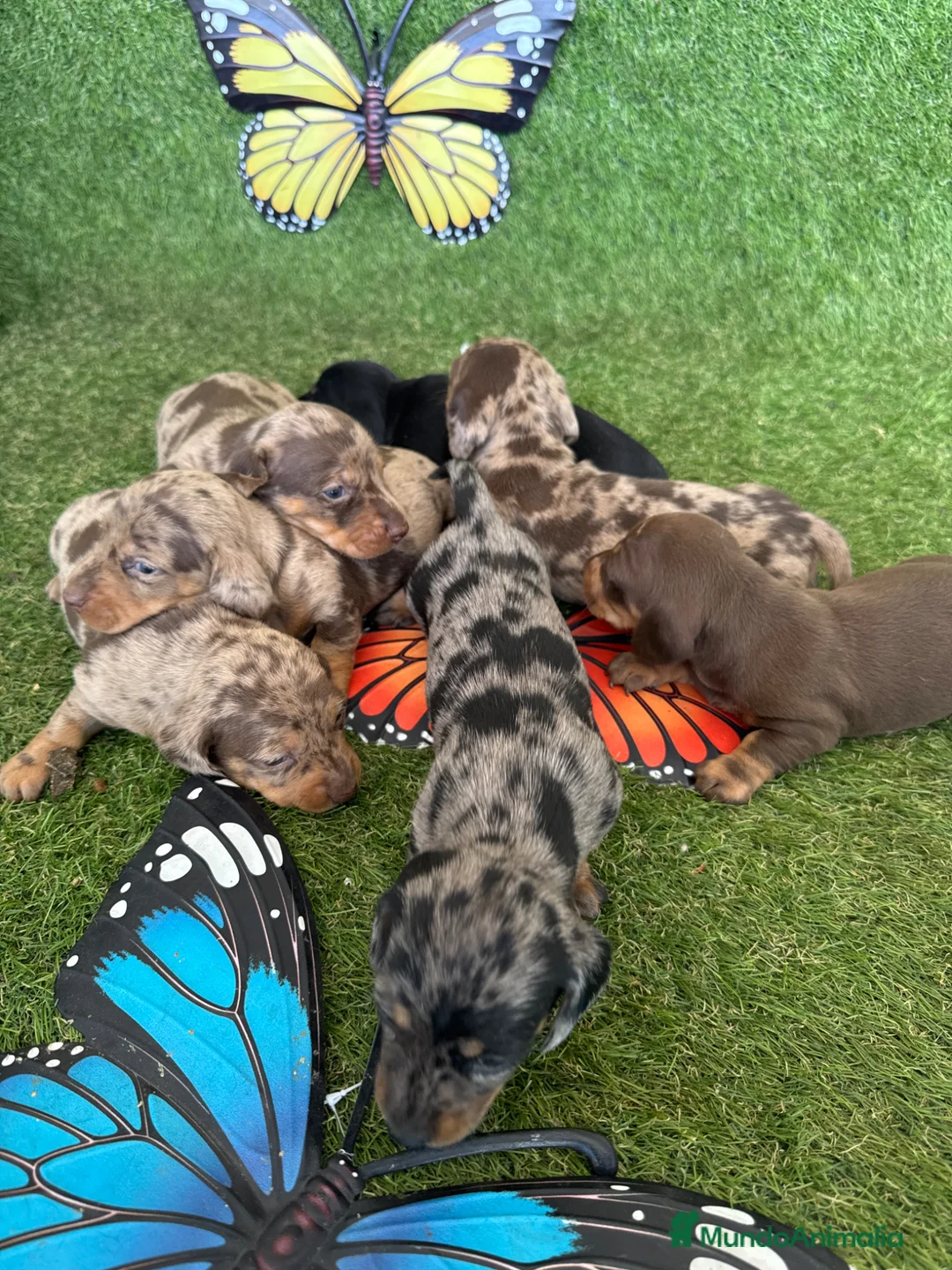 Teckel Miniatura perros en venta: Venta teckel miniatura - Anuncio 2