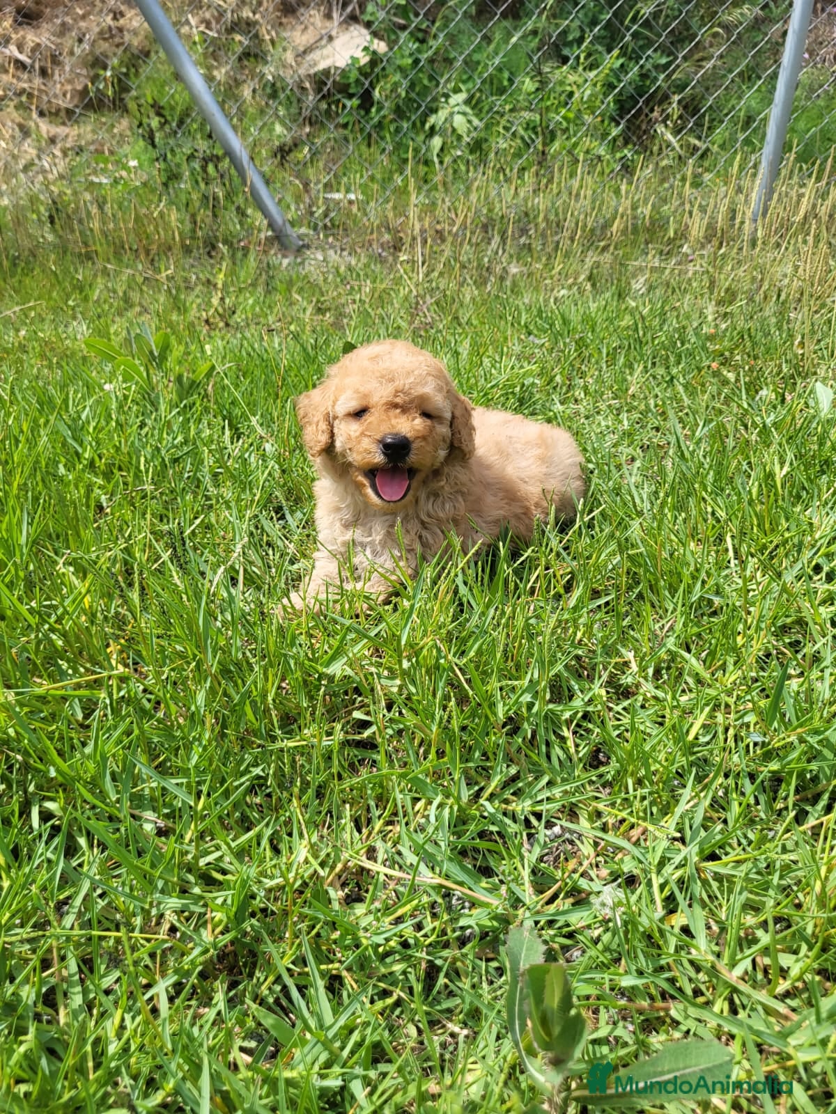 Caniche Enano perros Caniches cachorritos preciosos en Barcelona - Anuncio 41