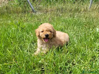 Caniche Enano perros Caniches cachorritos preciosos en Barcelona - Anuncio 6