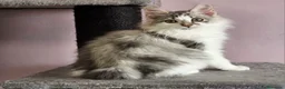 Kurilean Bobtail de Pelo Largo gatos en venta: Kurilian Bobtail  - Anuncio 8