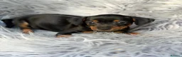 Pinscher Miniatura perros en venta: Mini pinscher negro macho💙🐾 - Anuncio 2