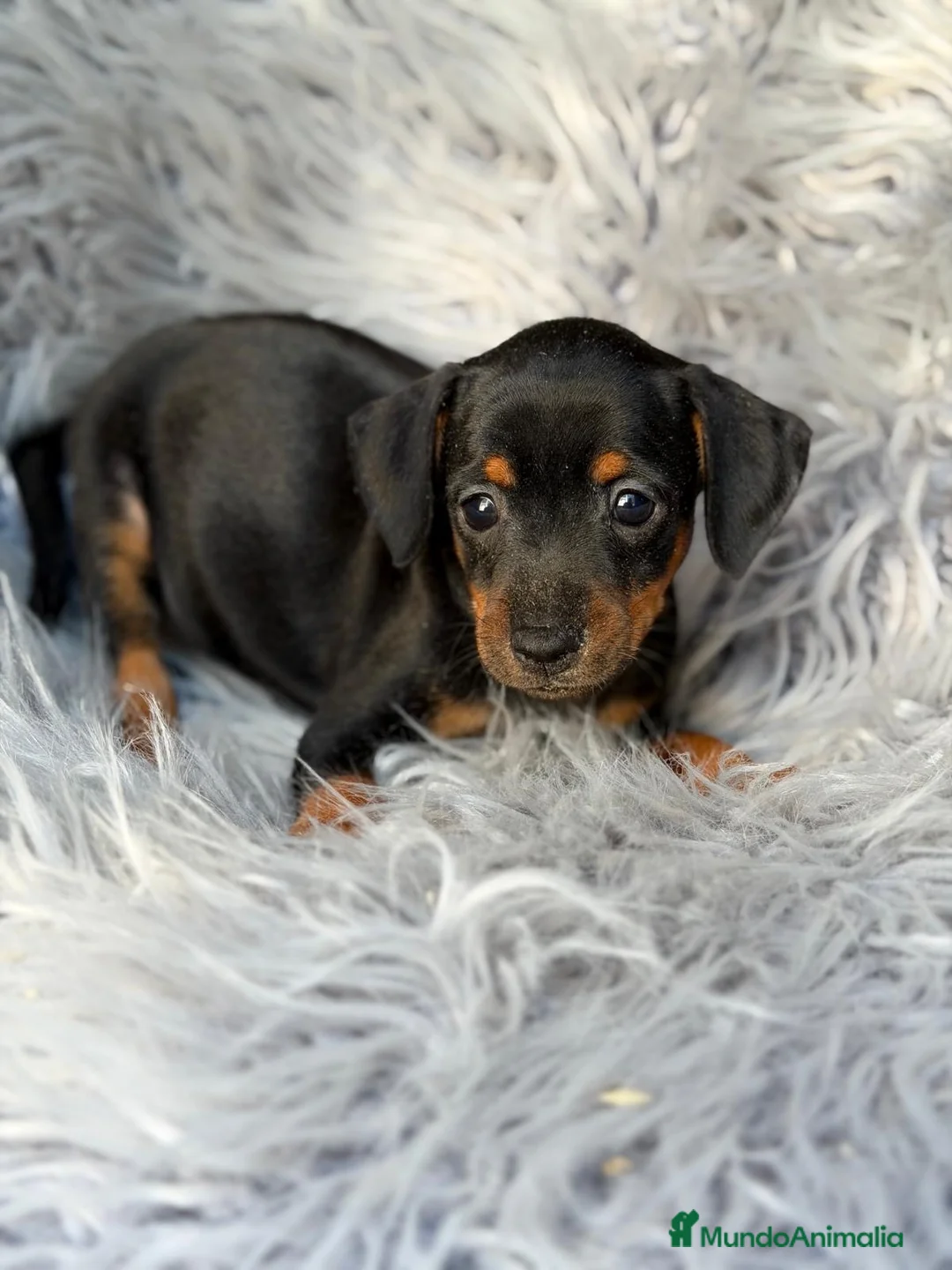 Pinscher Miniatura perros en venta: Mini pinscher negro macho💙🐾 - Anuncio 2