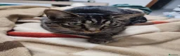 Europeo de Pelo Corto gatos en adopcion: Busco nuevo hogar para mis gatos  - Anuncio 6