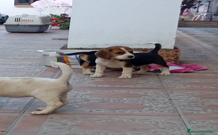 Beagle perros - Anuncio 1