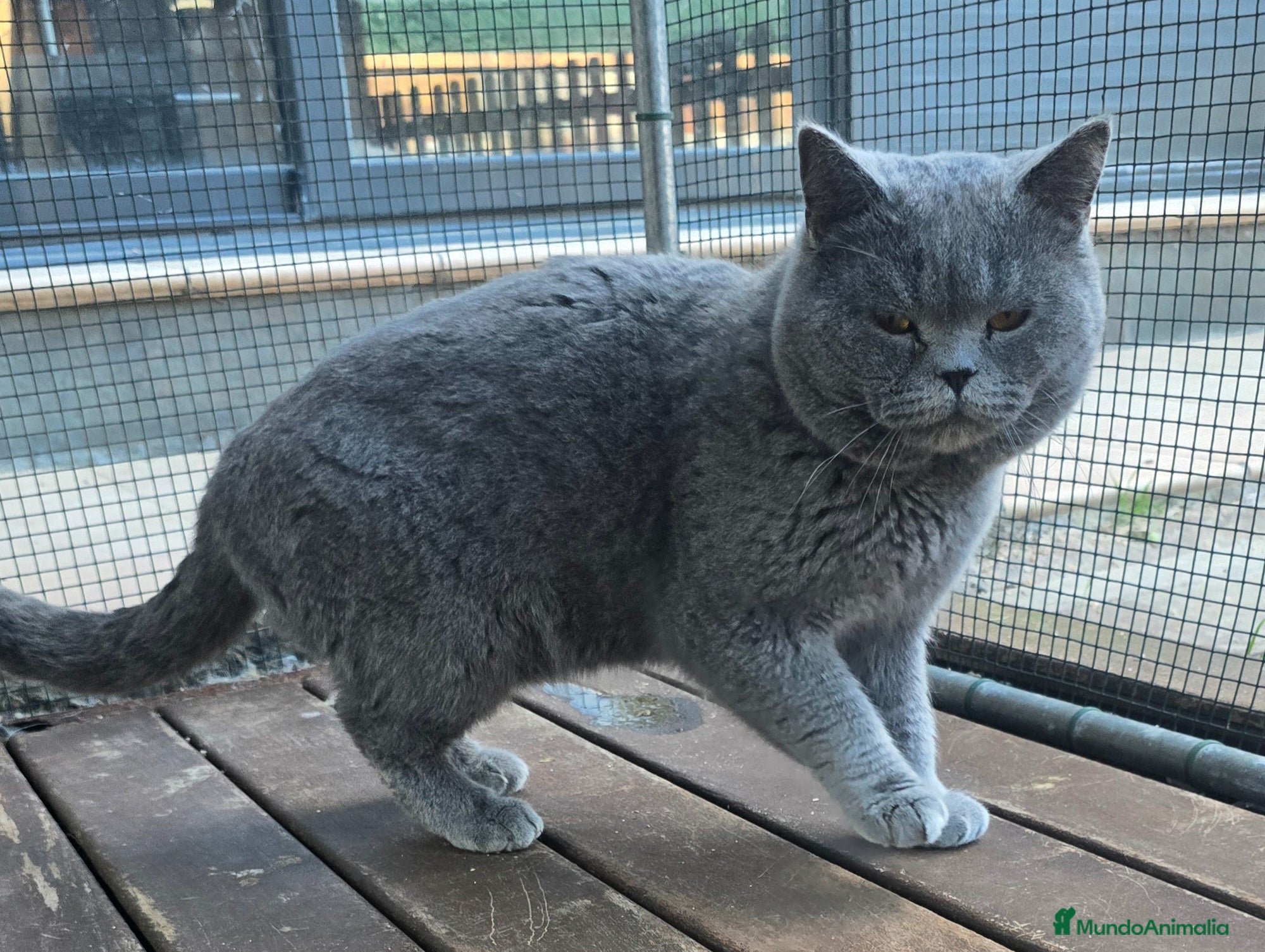 Británico de Pelo Corto Azul gatos Gatcot.com - Anuncio 1