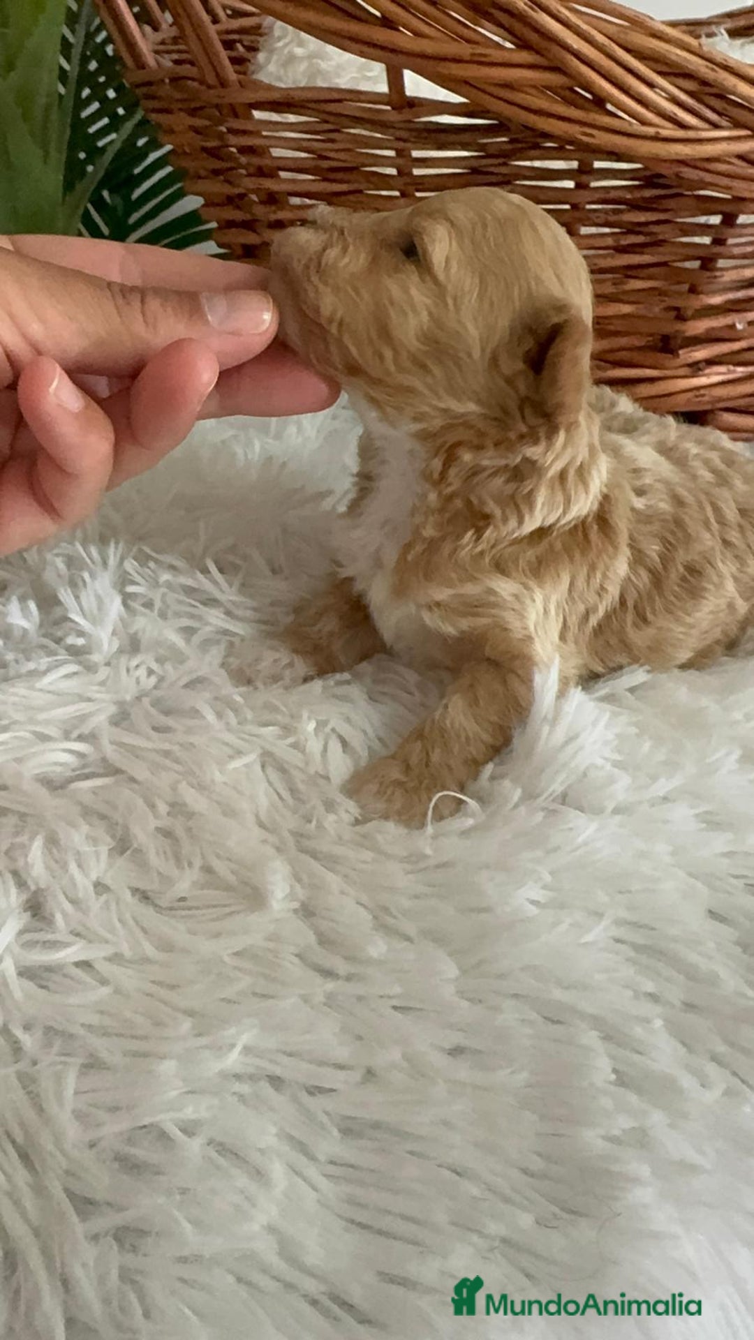 Caniche Toy perros en venta: CANICHE TOY MACHOS - Imagen 15