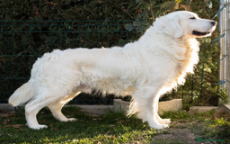Golden Retriever perros en venta: Camada Golden retriever  - Anuncio 6
