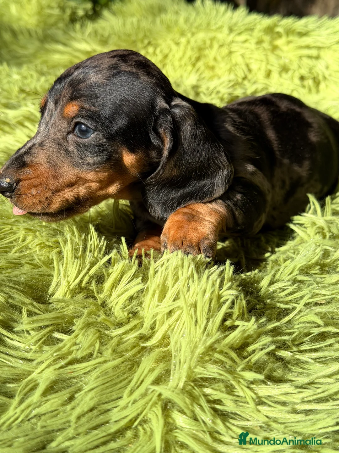 Teckel Miniatura perros en venta: Teckel Arlequin diminuto  - Anuncio 4