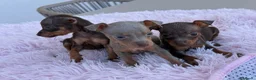 Pinscher Miniatura perros en venta: Mini pincher chocolates e Isabella  - Anuncio 2
