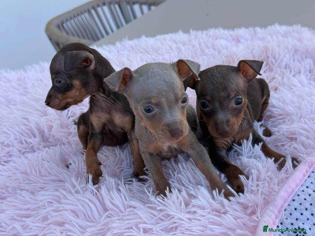 Pinscher Miniatura perros en venta: Mini pincher chocolates e Isabella  - Anuncio 2