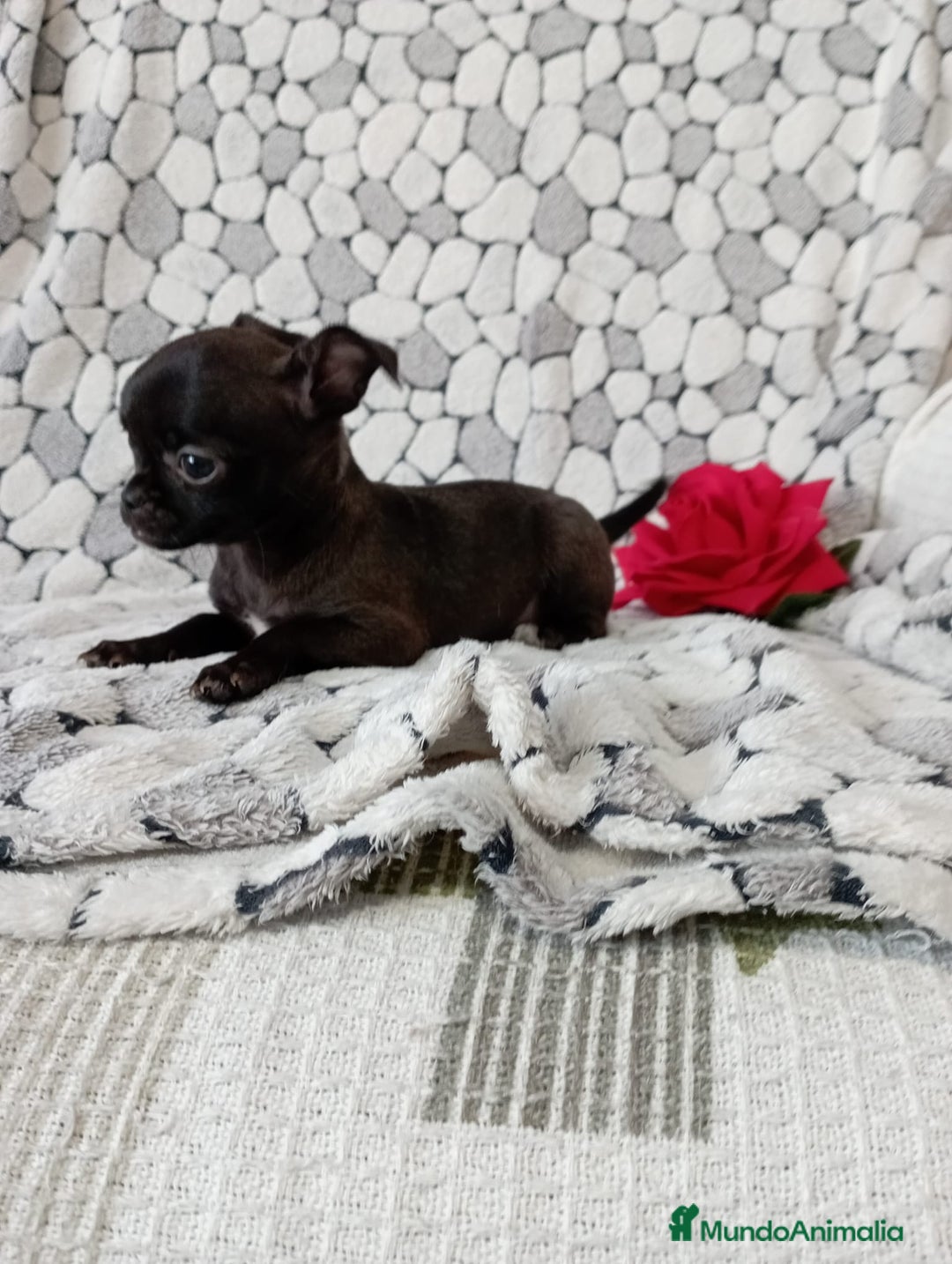 Chihuahua perros en venta: Chihuahua toy colores exóticos pelo largo y corto  - Anuncio 6
