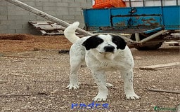 Mastín Español perros en venta: Camada mastin español - Imagen 8