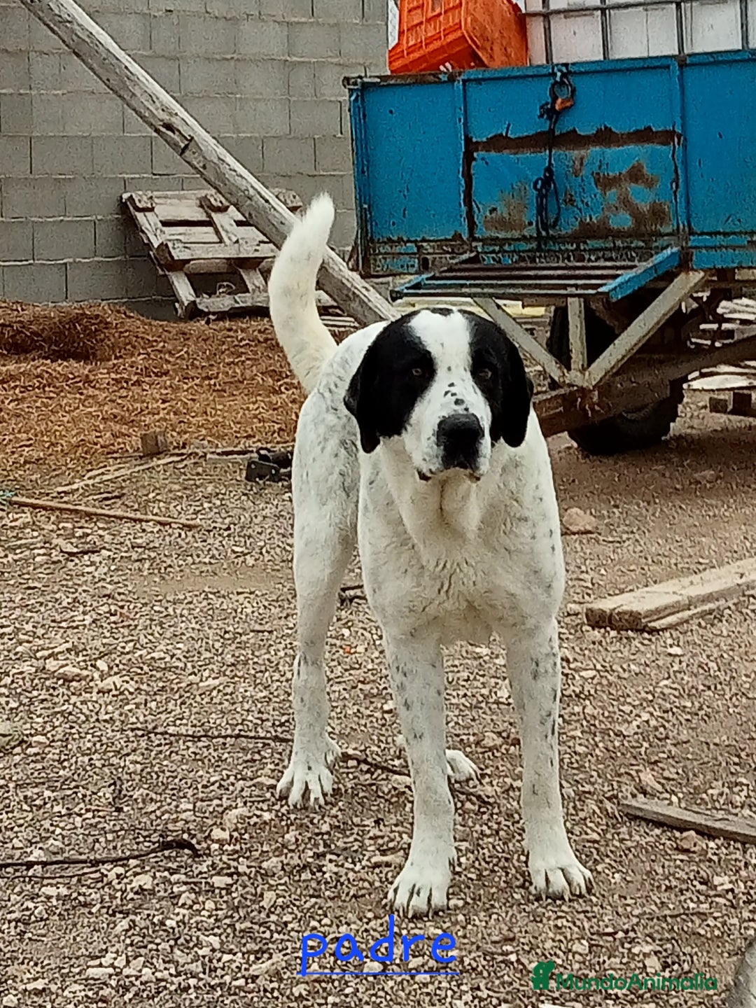Mastín Español perros en venta: Camada mastin español - Imagen 8