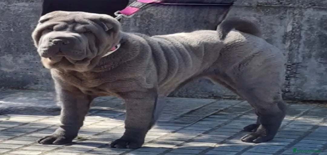 Imagen de galería {{count}}