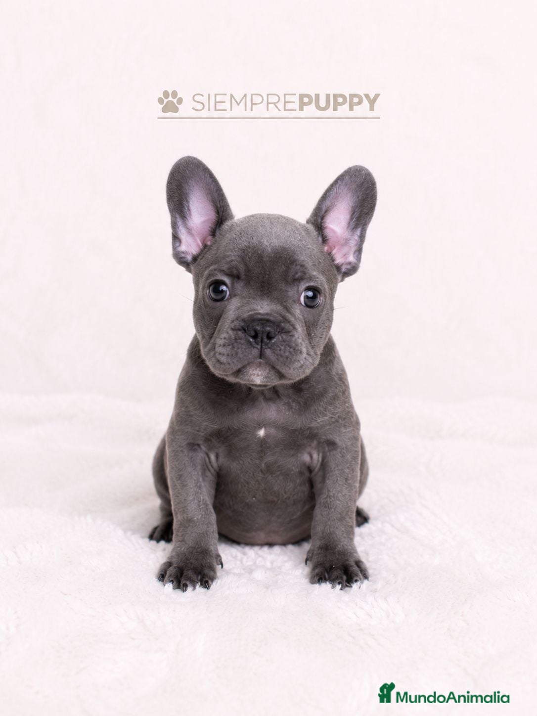 Bulldog Francés perros CACHORROS BULLDOG FRANCES BLUE - Anuncio 5