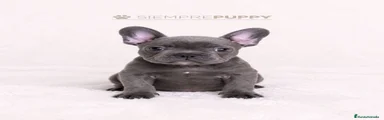 Bulldog Francés 1