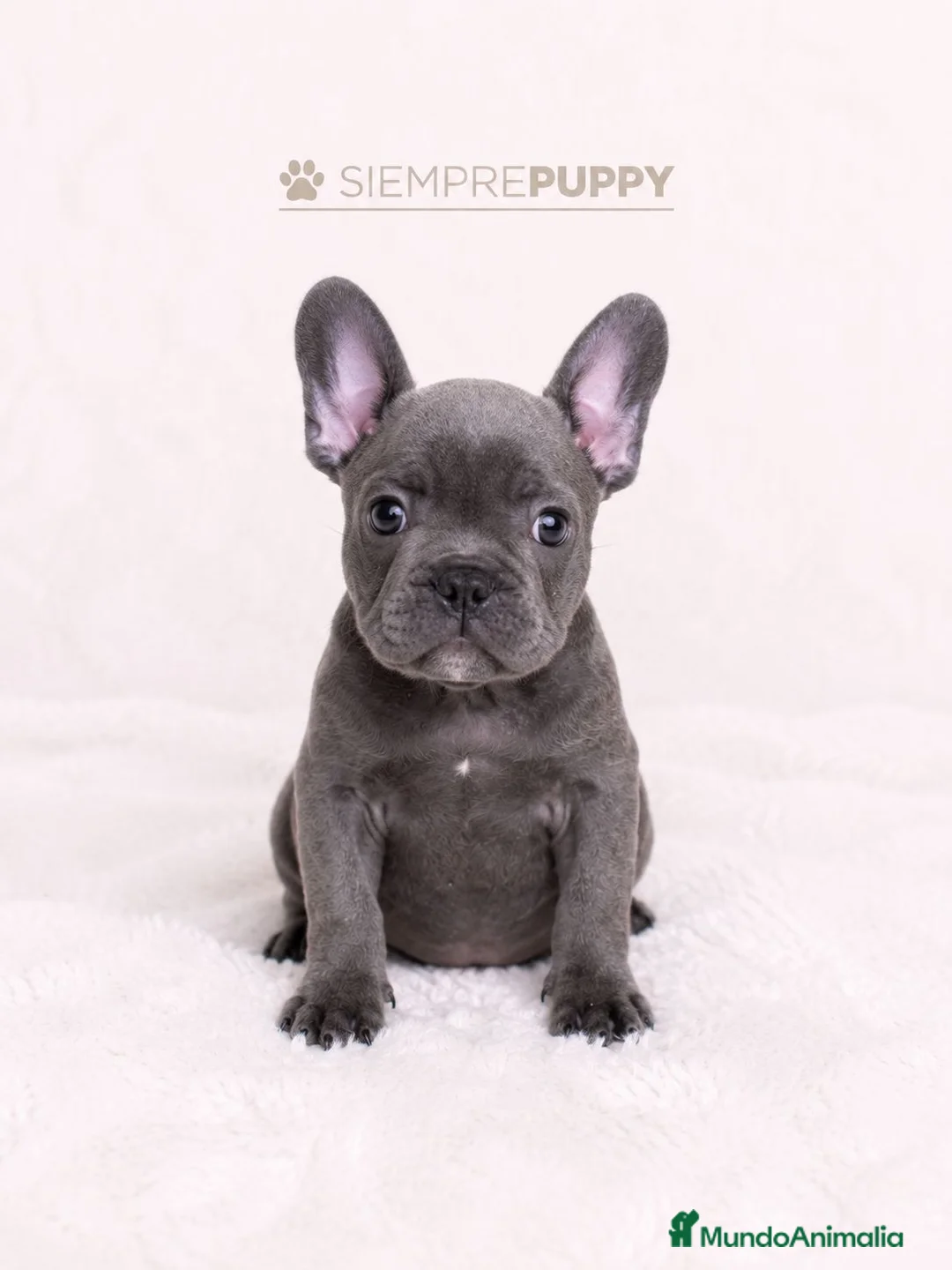 Bulldog Francés perros en venta: CACHORROS BULLDOG FRANCES BLUE - Anuncio 1