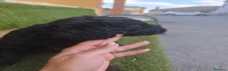 Perro de Agua Español perros en venta: Ultimo Cachorro 🖤 en Madrid - Anuncio 9