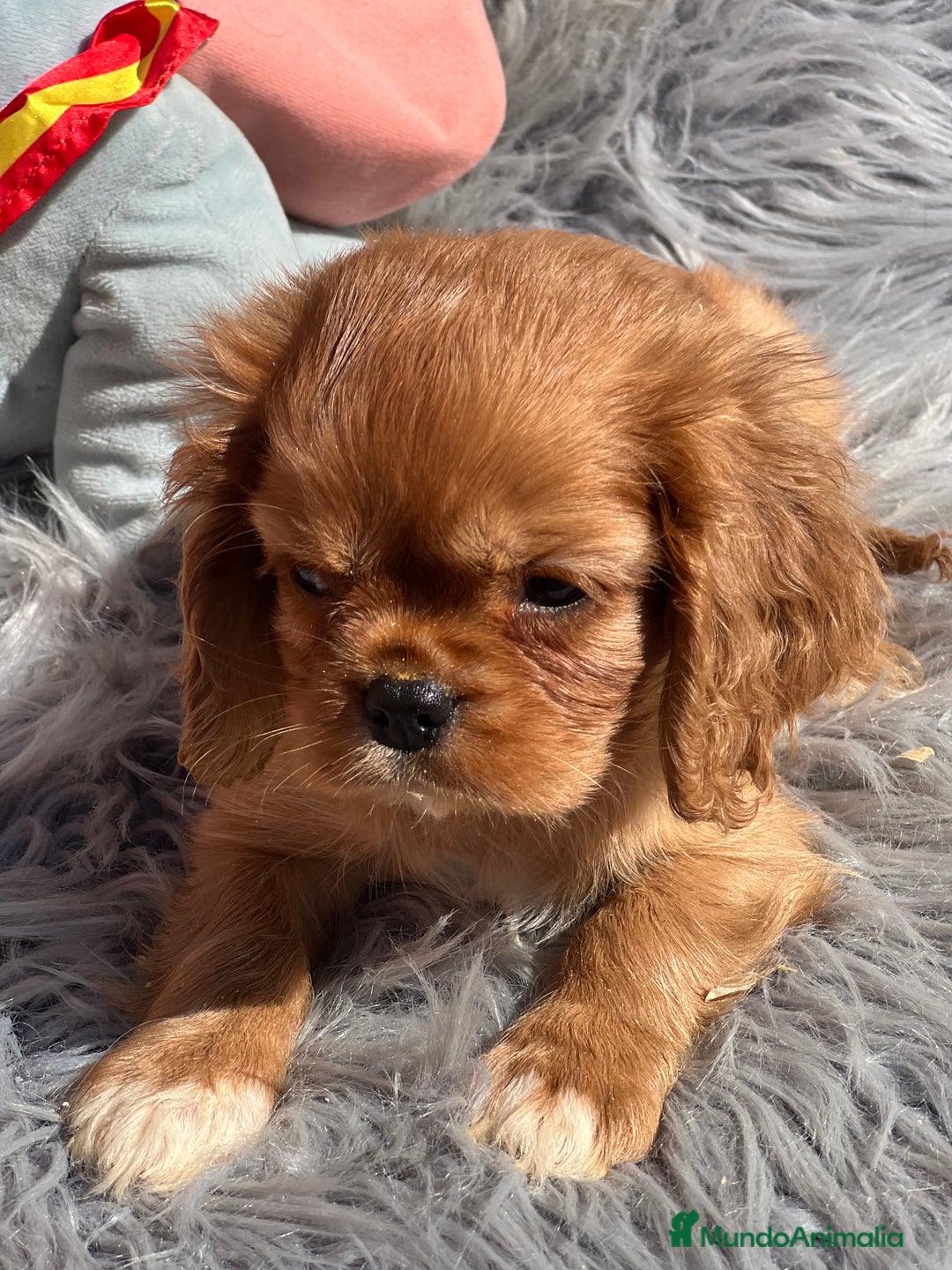 Cavalier King Charles Spaniel perros en venta: Cavalier rubi  - Imagen 4