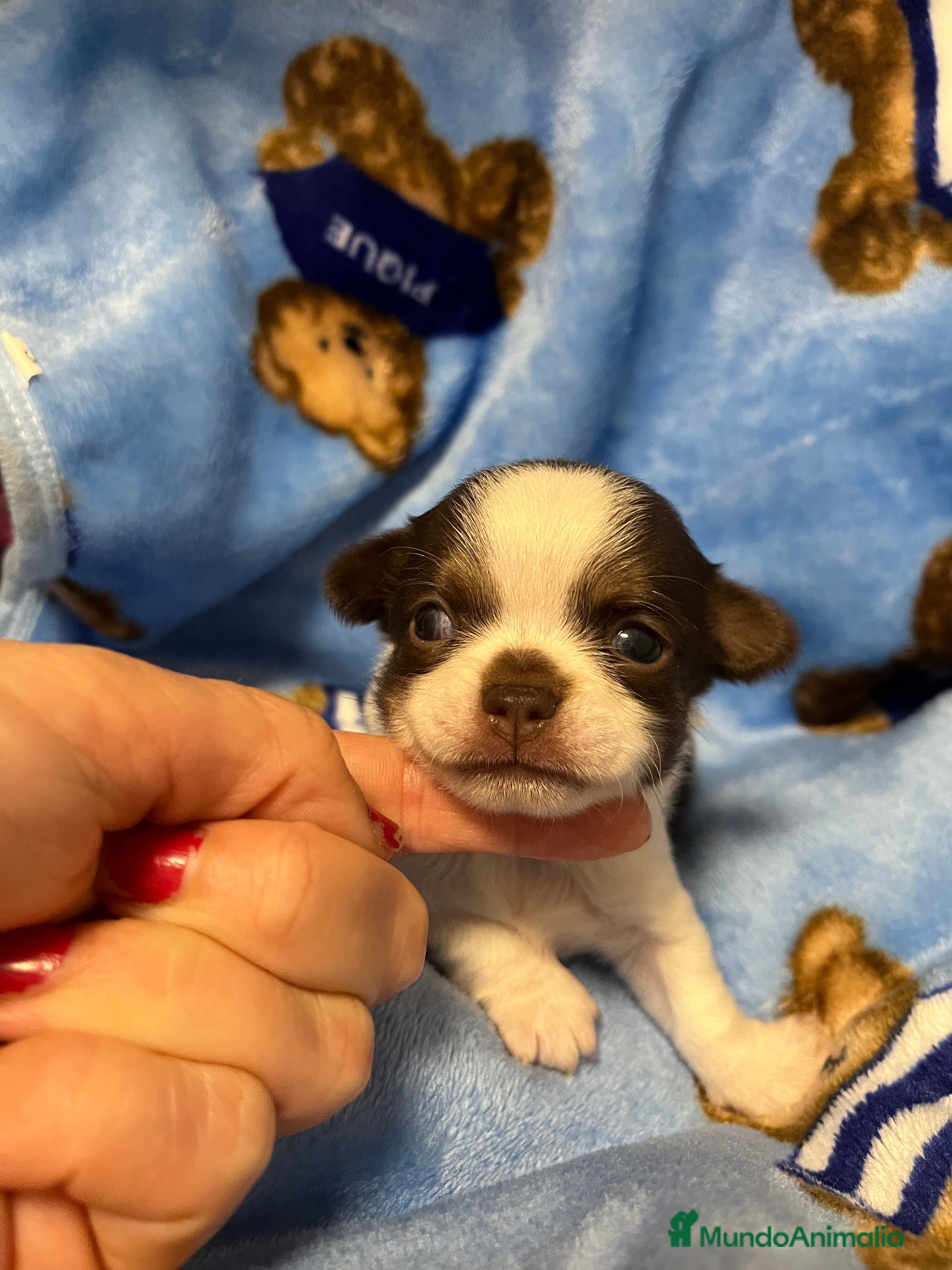 Chihuahua perros Chihuahuas toy - Anuncio 39