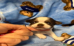 Chihuahua perros en venta: Chihuahuas toy - Imagen 1