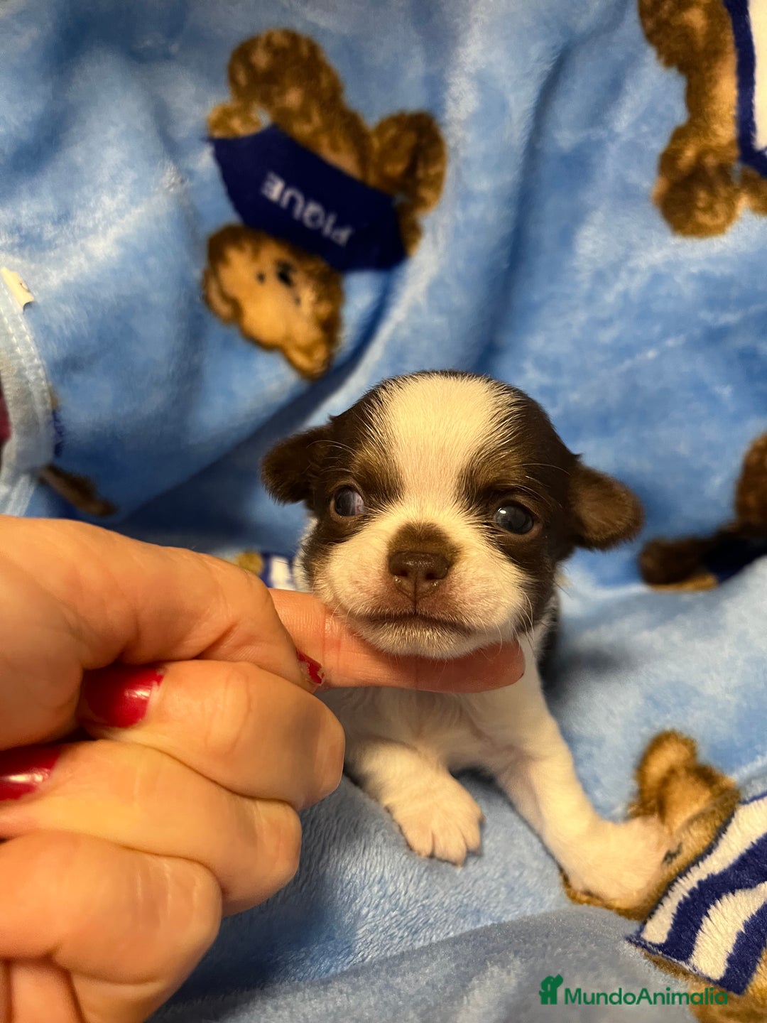 Chihuahua perros en venta: Chihuahuas toy - Imagen 1