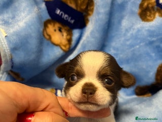 Chihuahua perros - Anuncio 16