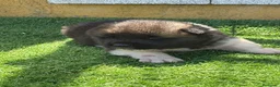 Akita Americano perros en venta: CACHORROS DE AKITA AMERICANO - Anuncio 8