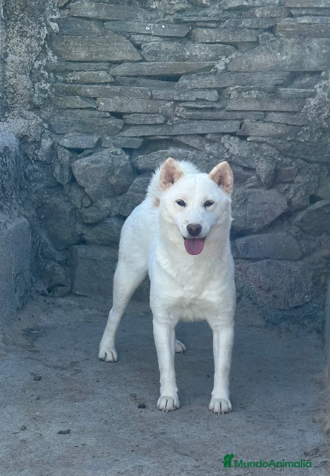 Husky Siberiano perros en venta: CACHORROS HUSKY SIBERIANO EN VENTA - Anuncio 1