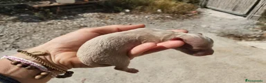 Caniche Toy 1