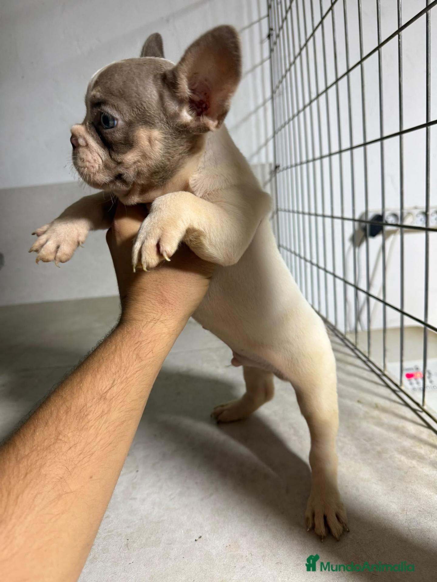 Bulldog Francés perros Bulldog francés  - Anuncio 1