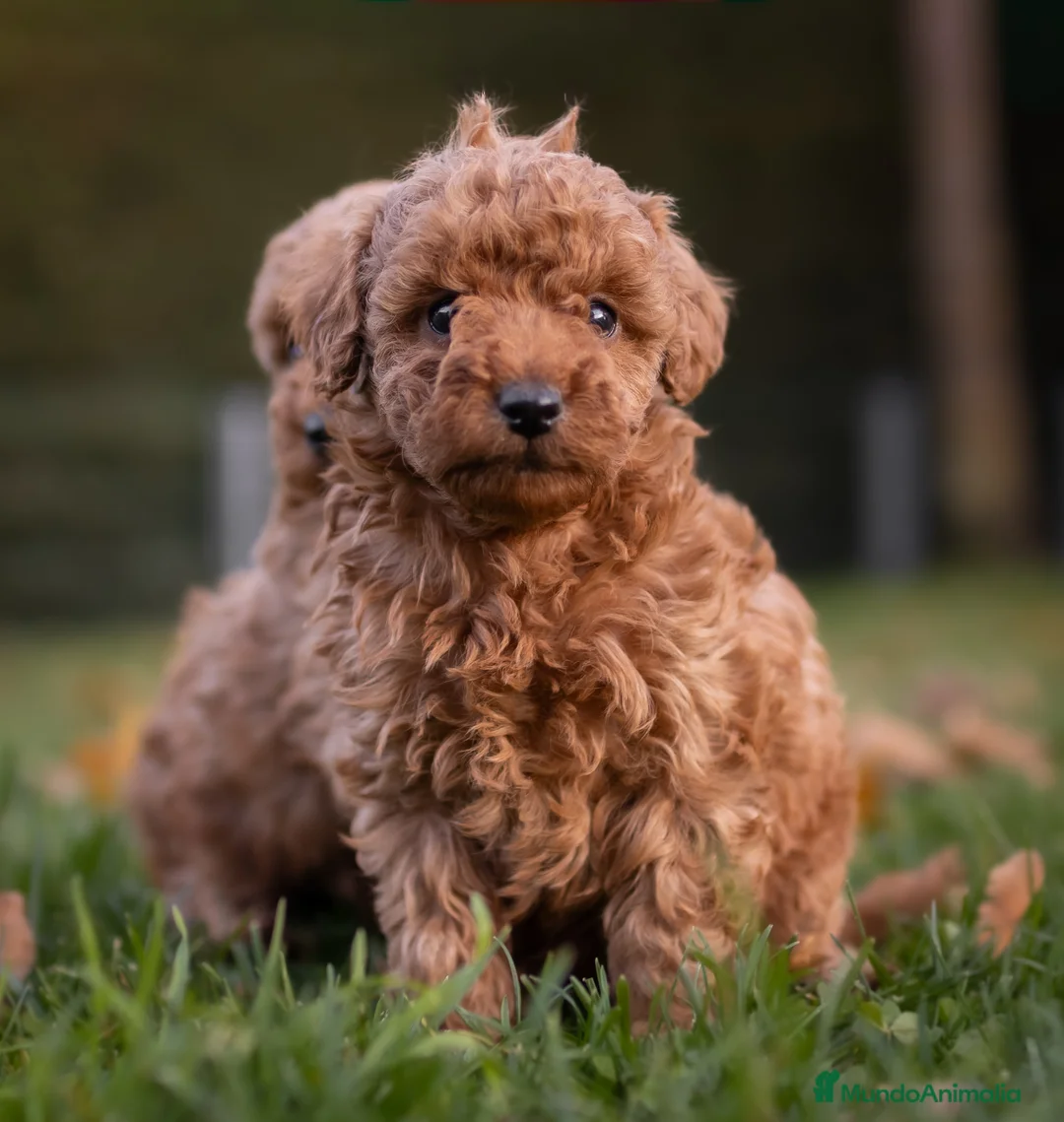 Caniche Toy perros en venta: Caniche Apricot  - Anuncio 7