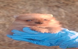 Pomerania perros en venta: Cachorro de Pomerania  - Imagen 3