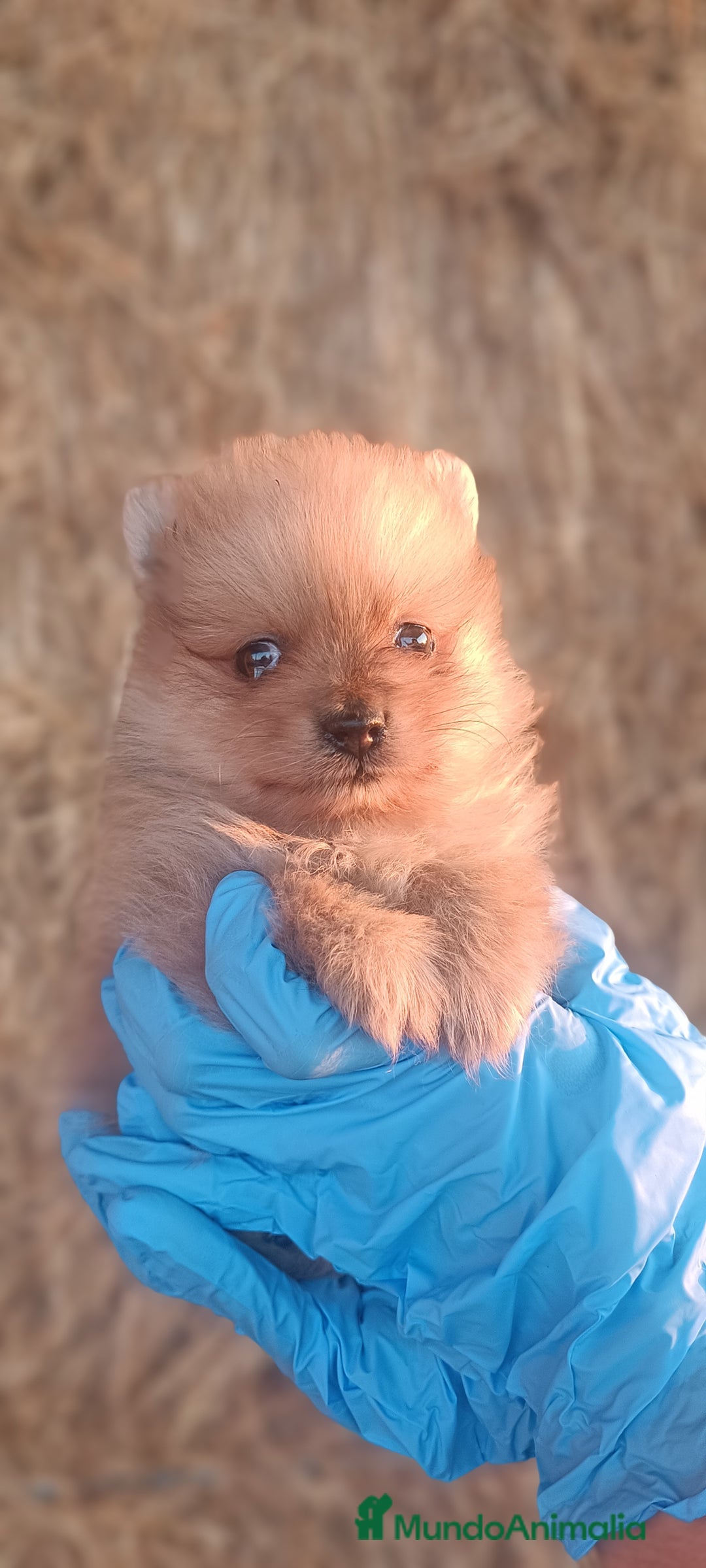 Pomerania perros en venta: Cachorro de Pomerania  - Imagen 3