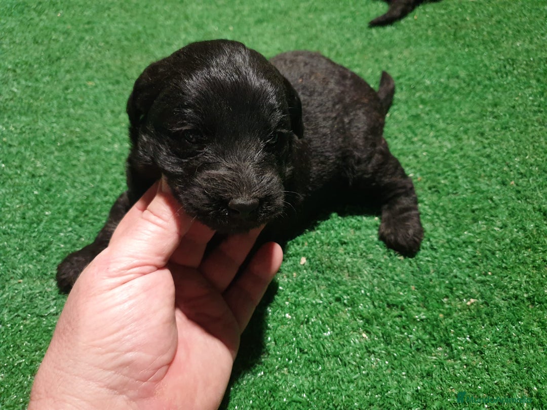 Labradoodle perros en venta: Labradoodle - Anuncio 5