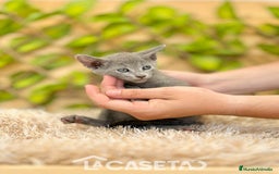 Azul Ruso gatos en venta: Camada de Xaray  - Imagen 4