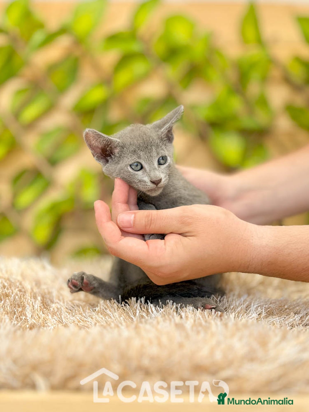 Azul Ruso gatos en venta: Camada de Xaray  - Imagen 4