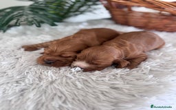 Cocker Spaniel Inglés perros en venta: COCKER SPANIEL INGLES - Anuncio 10