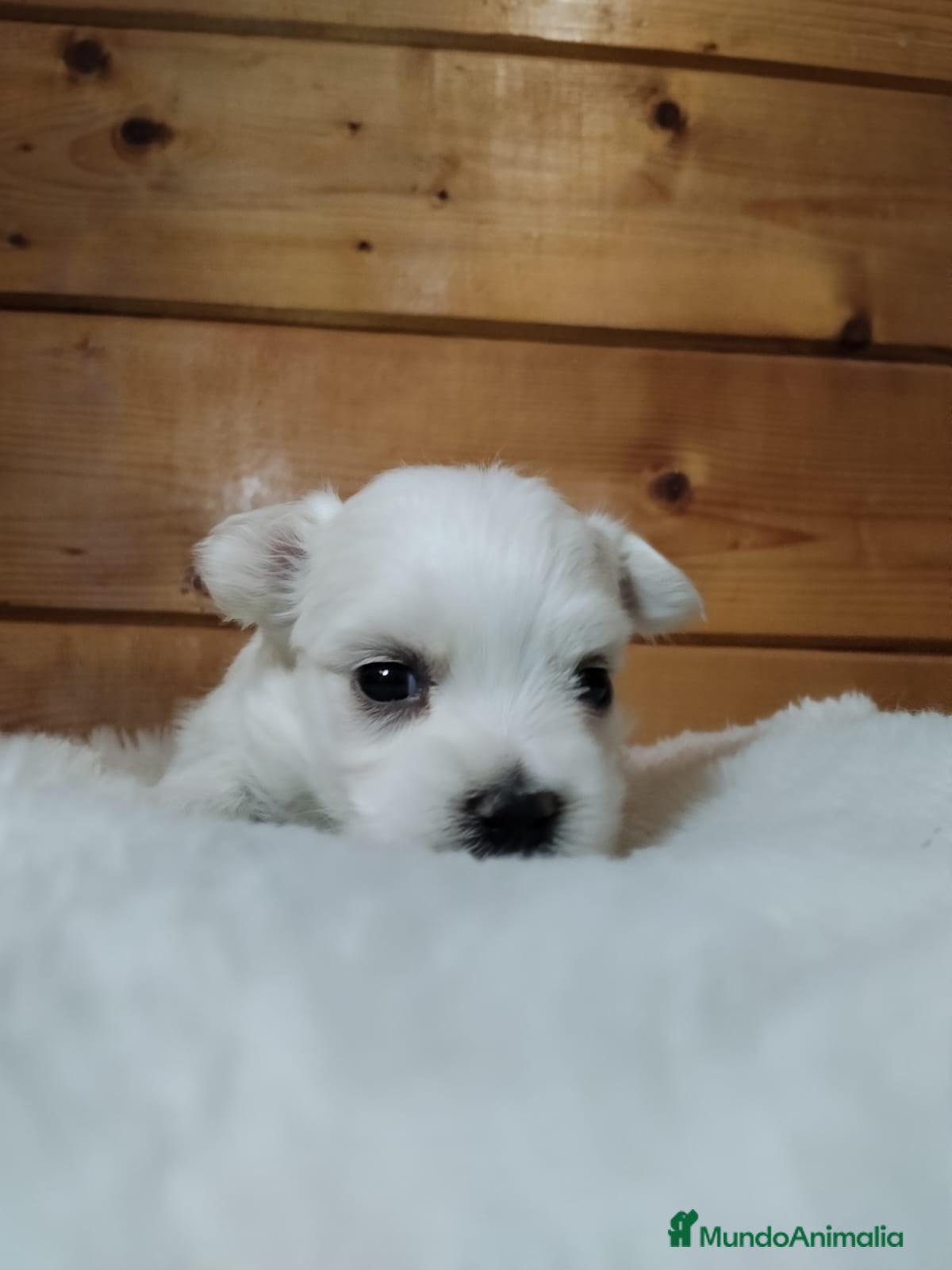 Bichón Maltés perros EXPECTACULAR CACHORRO - Anuncio 2